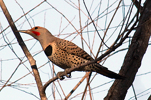 Northern Flicker (Red Shafted)